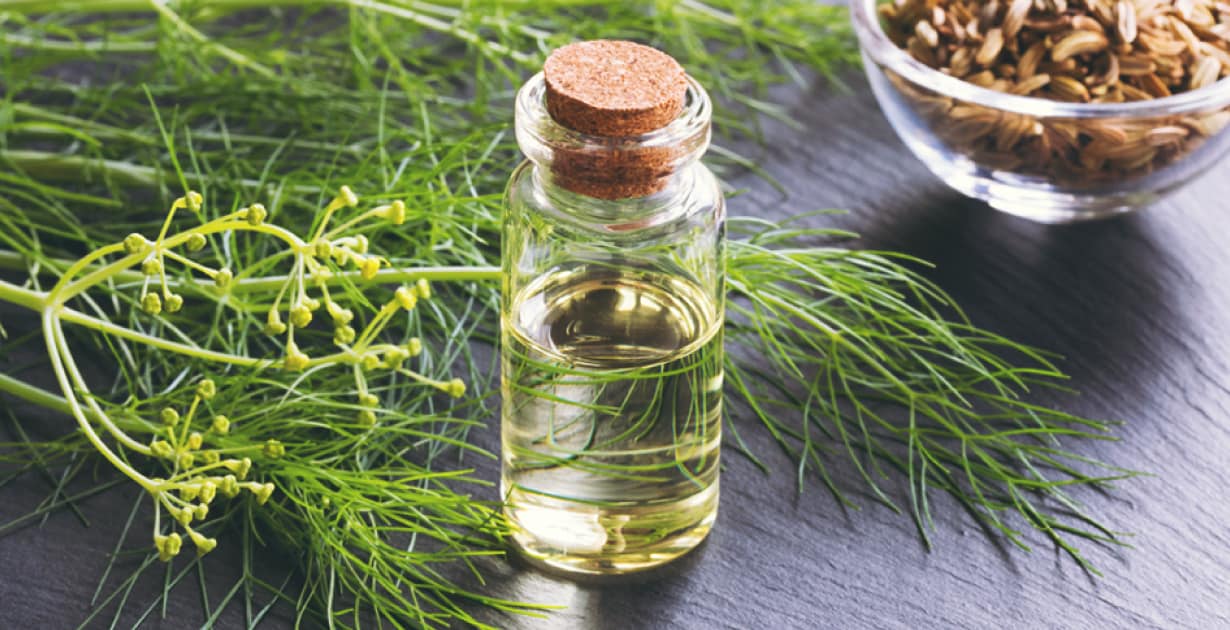 What Is Fennel Oil