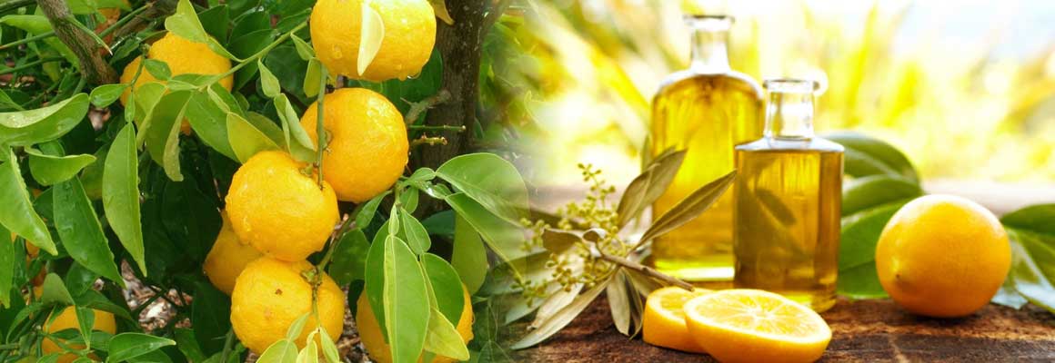 Lemon Oil Uses and Benefits