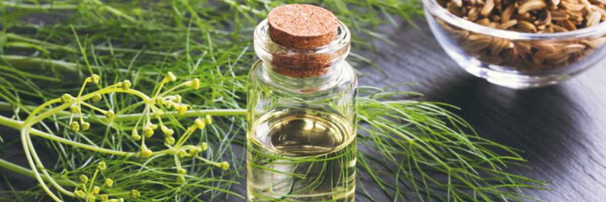 Fennel Essential Oil Uses