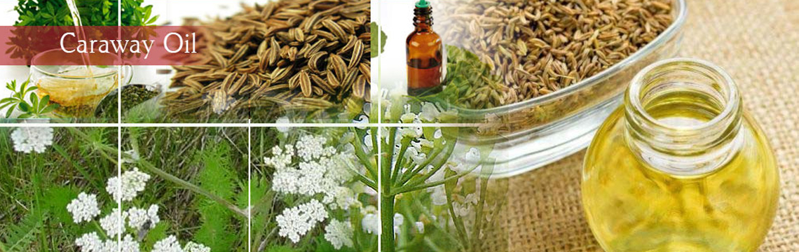 Caraway Oil Uses and Benefits