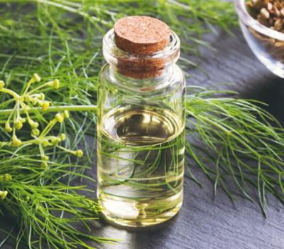 What Is Fennel Oil