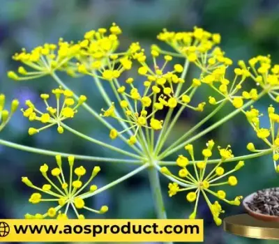 Dill Oil Uses and Benefits