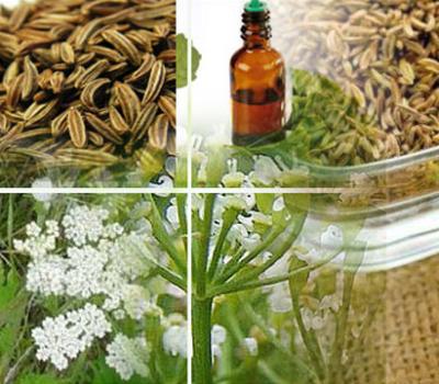 Caraway Oil Uses and Benefits